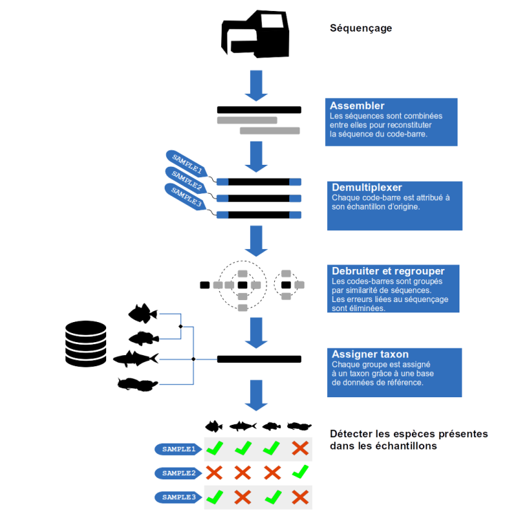 Main steps of bioinformatics workflow for metabarcoding data processing