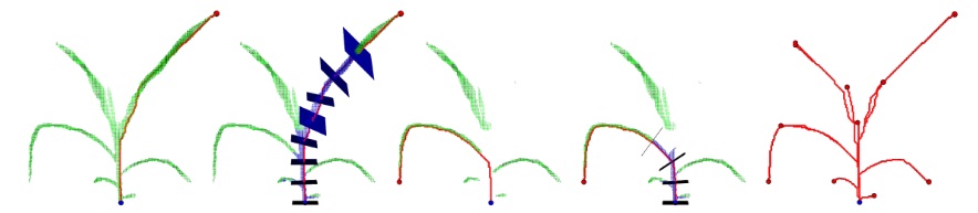 skeletonization algorithmn
