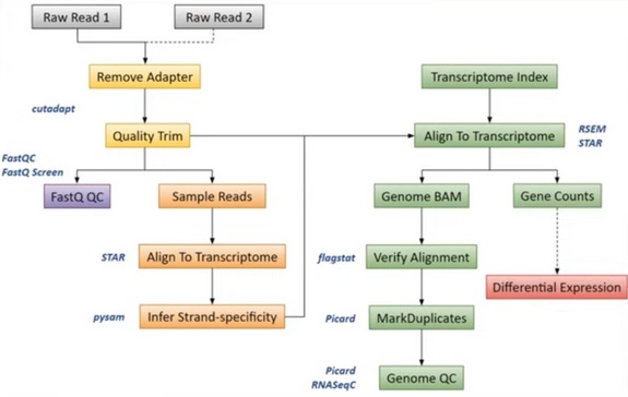rnaseq bioinformatics pipeline