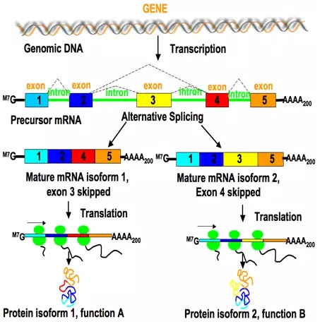 splicing capping polya mrna