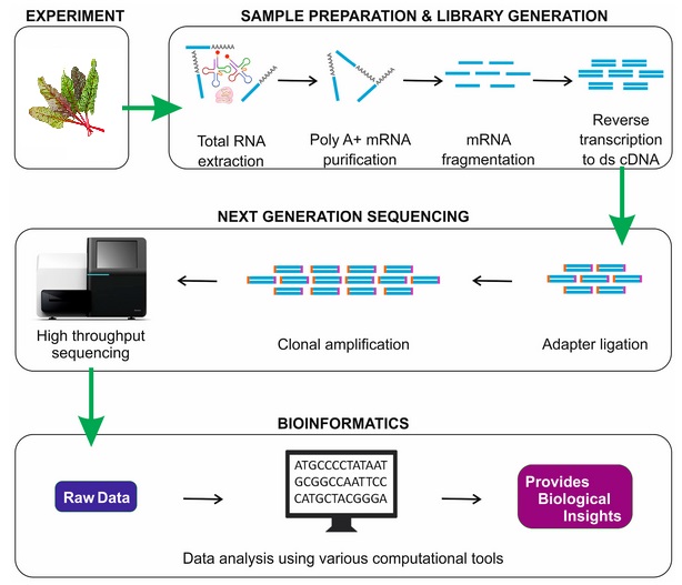 workflow mrna seq