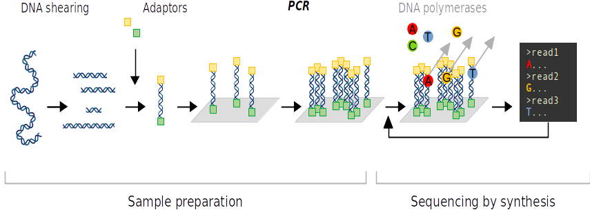 Les principales étapes du séquençage ADN haut-débit ( technologie illumina). Figure inspirée de Medini et al. 2008